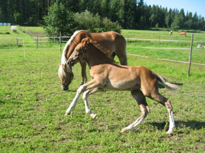 Säde laukkaa