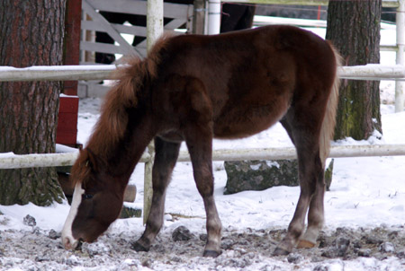 Tulikipuna joulukuussa 2005